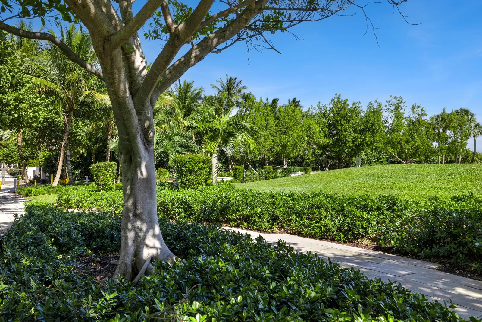 Tree and arbor care