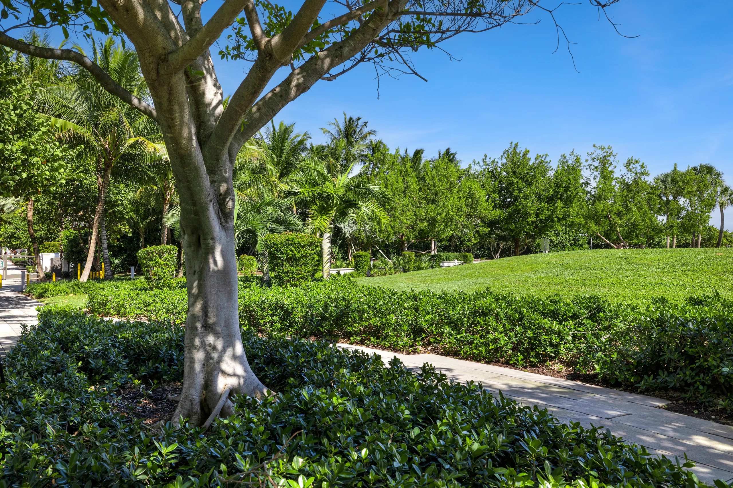 Tree and arbor care