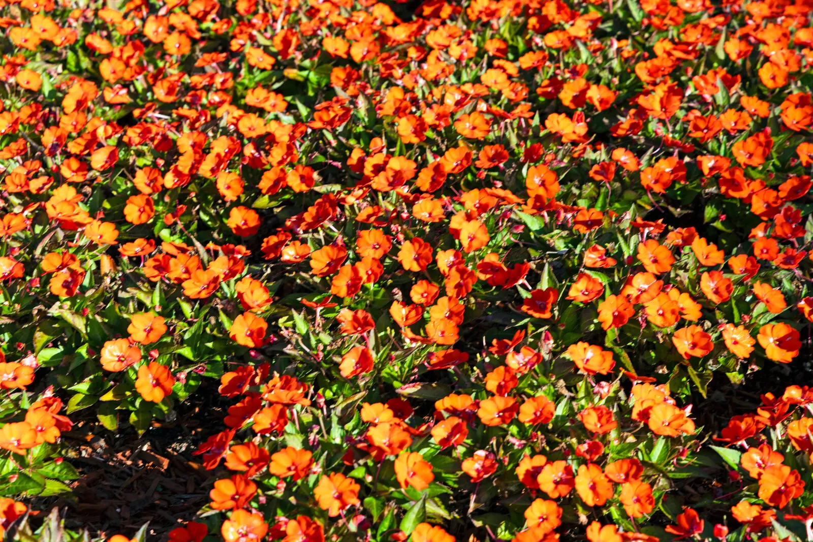 Lawn and ornamental care
