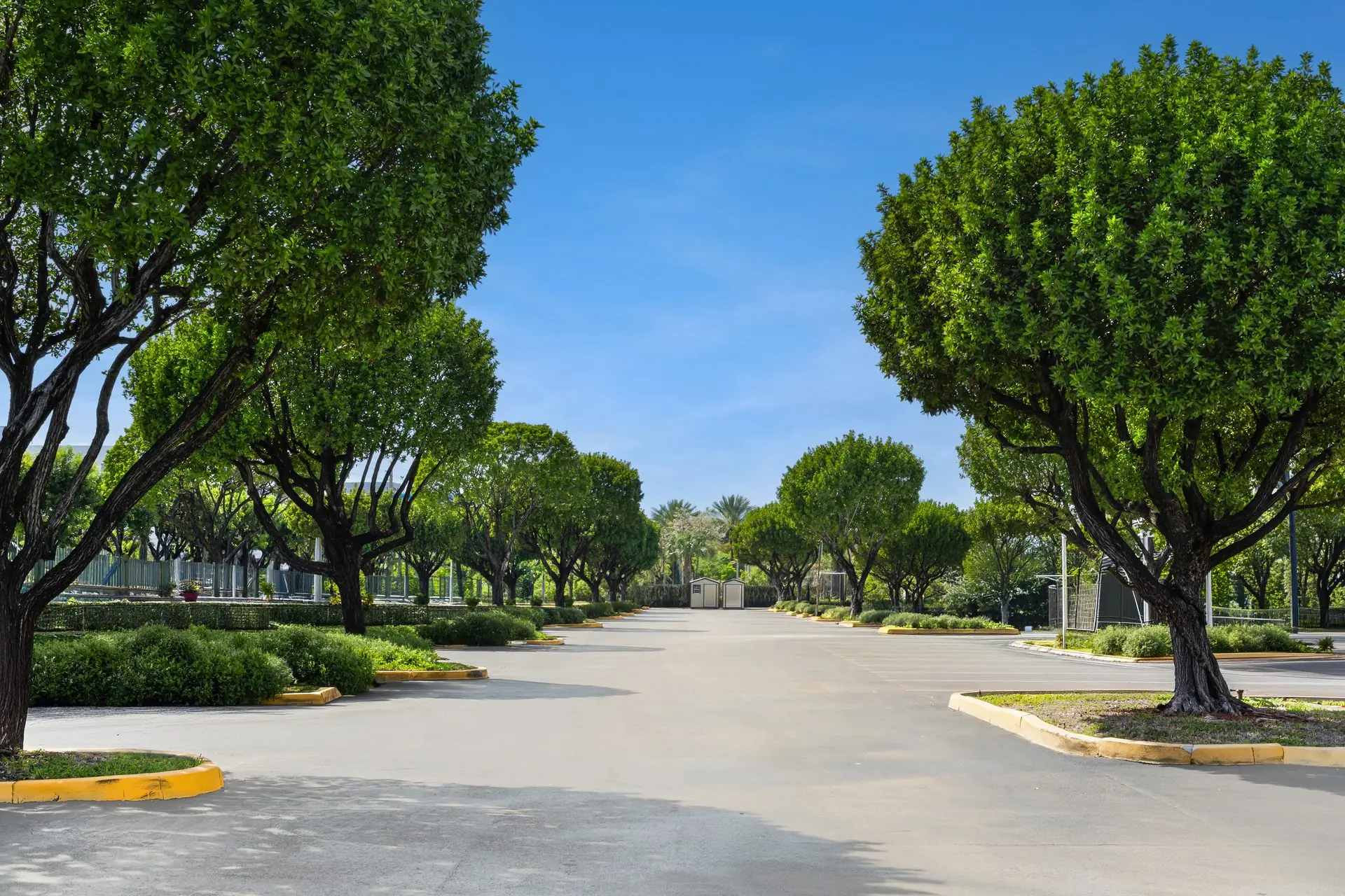A mature tree canopy maintained by Raise